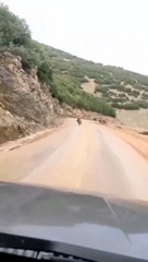 Aracı gören dev domuz sürüsü organize oldu