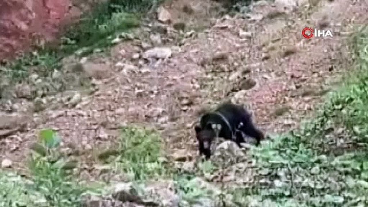 Ayıya 'gel ula gel' diye seslendi. Korkan ayı ormana daldı