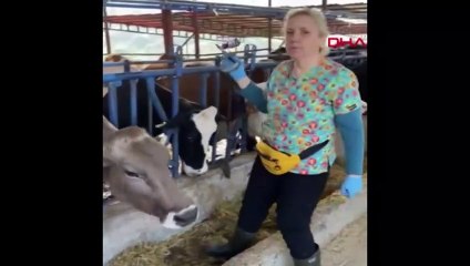 Şap hastalığı alarmı! 21 Mahalle karantinaya alındı