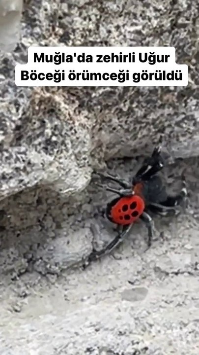 Muğla'da zehirli uğur böceği örümceği görüldü