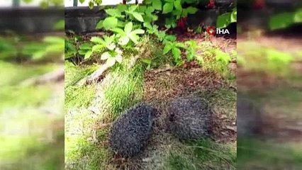 Vatandaş bağırdı kirpi avcıları kaçtı