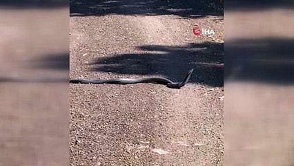 Yılanların çiftleşme dansı