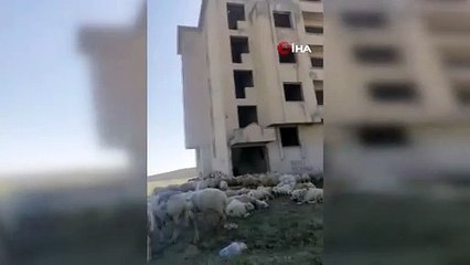 Sürüden ayrılan keçi 6 katlı binanın çatısına çıktı