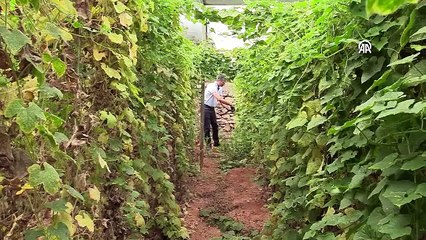 Denemek 'boynuzlu kavun' ekti. Bakın tanesini kaç liradan satıyor