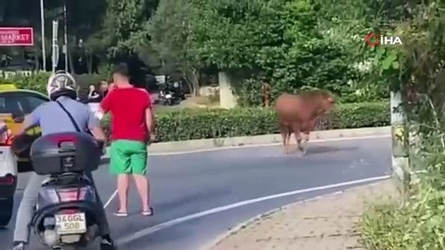 Beykoz'da sahibinin elinden kaçan dana ortalığı birbirine kattı