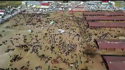 4 ilden diğer illere 155 bini aşkın kurban sevk edilecek