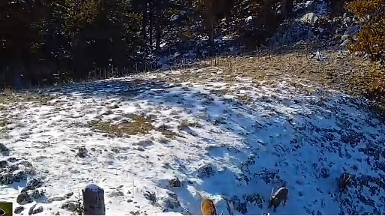 Ormanın hayaleti Vaşağın dağ keçilerine saldırdığı anlar böyle görüntülendi