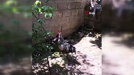 Öttü öttü bayıldı. Sahibi kayıt altına alındı