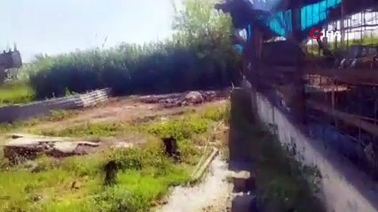 10 inek aynı anda telef oldu