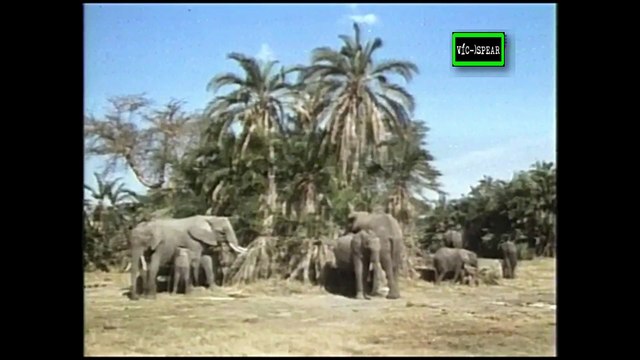 Mundo Natural: El Eco de los Elefantes - Documental 1995 - Español Latino Parte 1