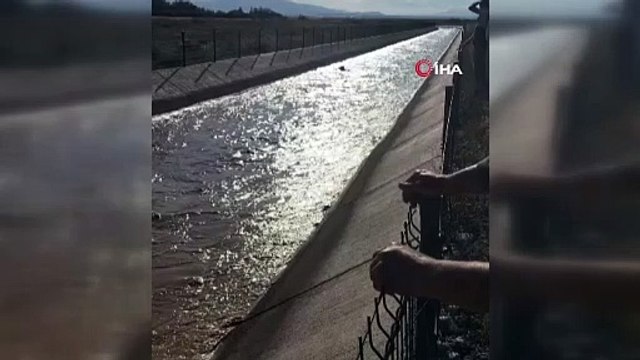 Kepçe operatörü su kanalına düşen boğayı kepçe ile kurtardı