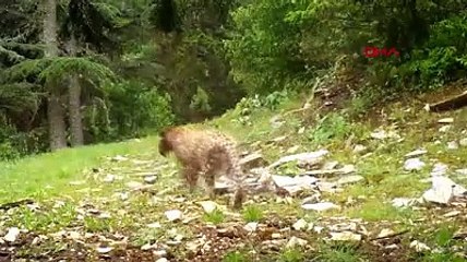 Anadolu leoparı yeniden görüntülendi. Efsane kadim topraklarda