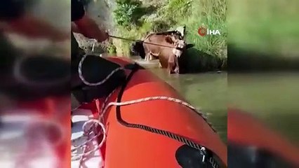 Dereye düşen 4 büyükbaş kurtarıldı