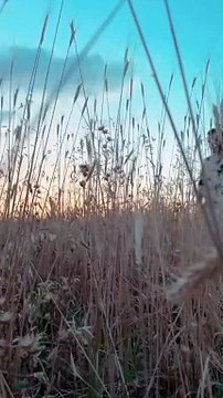 Aşk-ı Memnu'nun Cemile'si Pelin Ermiş aşkını ilan etti