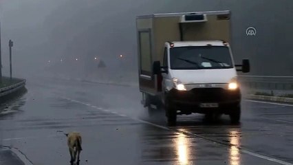 Sürücüler dikkat. Yoğun sis ve sağanak var