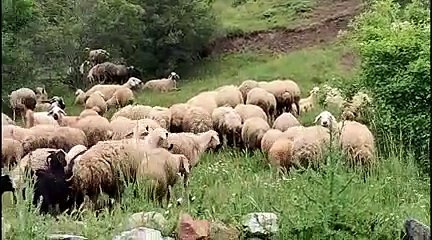 AKP'nin talan anlayışı nedeniyle 25 köy maden arama tehdidiyle karşı karşıya