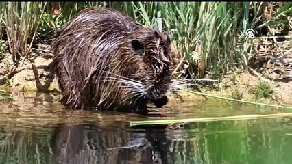 Su maymununun temizlenme anları görenleri gülümsetti