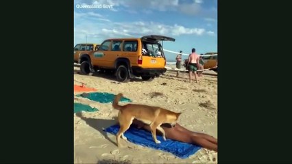 Plajda panik: Fransız turisti uzun uzun kokladı sonra dayamayıp hart ısırdı