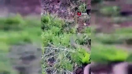 Tek ısırığı insan öldüren dev yılan Türkiye'de görüldü