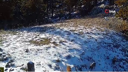 Vaşağın yaban keçisi avı fotokapanda