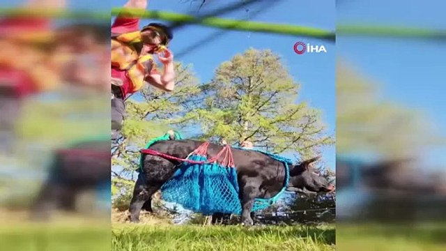 Bacağı kırılan inek helikopterle taşındı