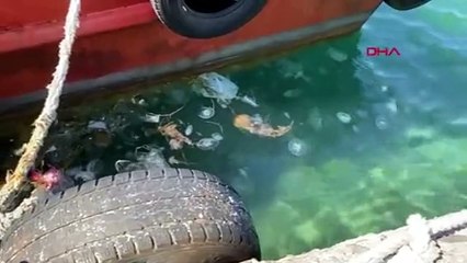 Marmara Denizi'ne kabus geri döndü. Zehirli tehlike