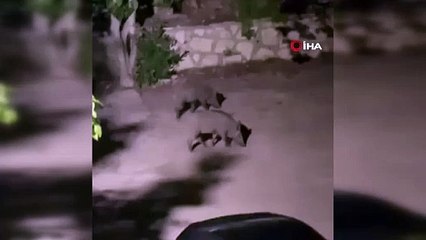 Sapanca'yı domuz sürüsü bastı