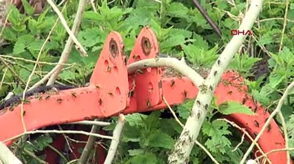 Şiran’da çekirge istilası. Kapıları pencereleri açamıyorlar, ilaçlama bile fayda etmiyor