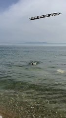 Fedon'a "Bodrum'da denize girmek kolay sıkıysa gel de burada gir" dedi Gemlik Körfezi’ne çağırdı