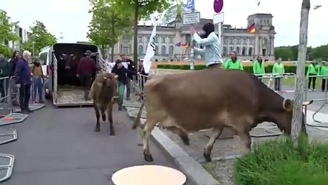 Almanya'da çevreciler ineklerini Meclis bahçesinde otlattı