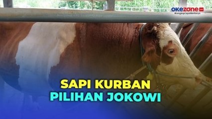 Melihat Sapi Seberat 1,08 Kg di Subang yang Dibeli Jokowi untuk Kurban