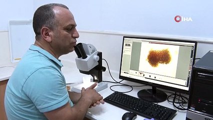 Bir defada binlerce yumurta bırakıyor. İnsanın kanını emerken felç geçirtiyor