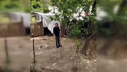 Yılan evin bahçesinde girdi. Her yerden fışkırıyor