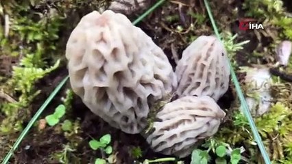 Köylüler dağdan topluyor kilosu 2 bin 500 TL. Kendiliğinden yetişiyor