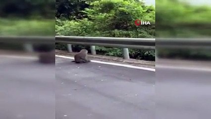 Tayvan'da maymun kedi yavrusunu kaçırdı