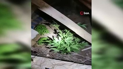 Polisten uyuşturucu serasına operasyon