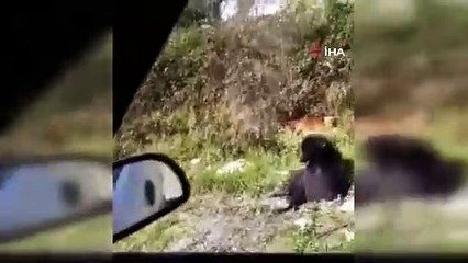 Onlarca köpek boş arazide ölüme terk edildi