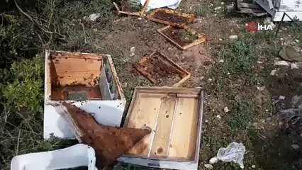Aç kalan ayı arı kovanlarını parçaladı