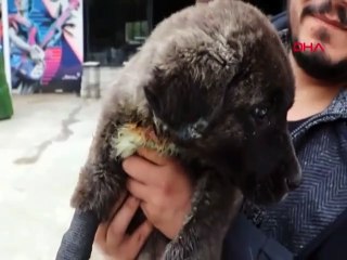 Bunu yapan insan olabilir mi. Kuyruğu, kulakları ve patisi kesilip, boğazı delindi