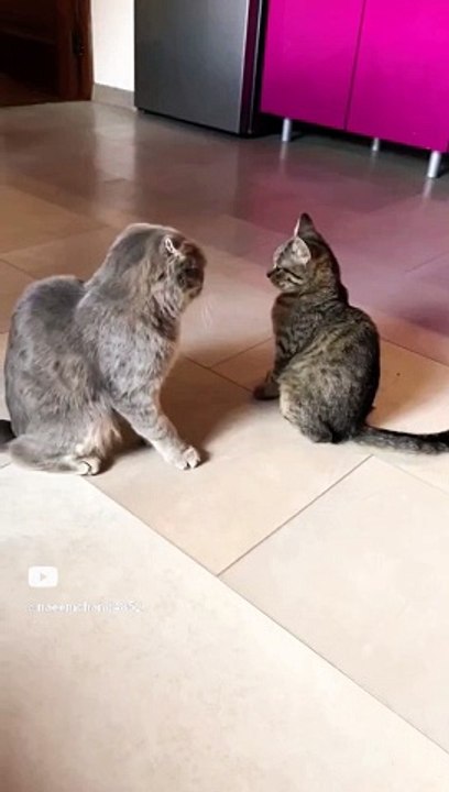 Cat fight
