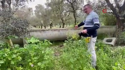 İznik'te iki elli iki ayaklı ayılar bal kovanlarına dadandı