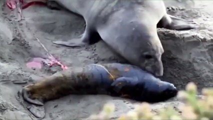 Anne fok yeni doğan yavrusunun ilk önce öldüğünü düşündü. Yaşadığını fark ettiğindeki sevinci yürekleri ısıttı