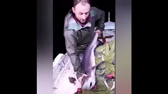 Köpek balığı köpek balığı olalı böyle zulüm görmedi. Karadenizli balıkçı köpek balığını ısırdı