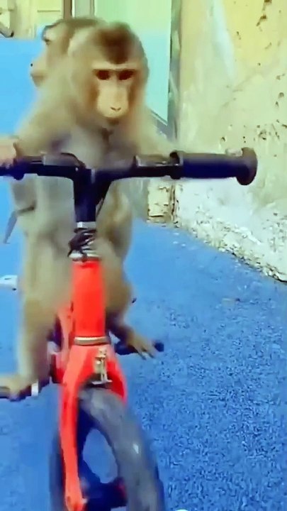 funny monkeys _ manki comedy video _ cycle chalata bandar _ monky cycling _ 100 M views #shorts