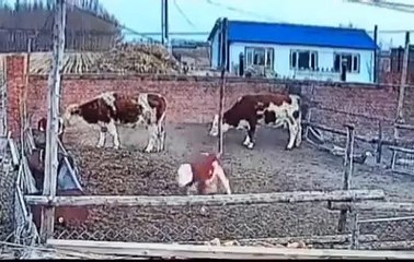 Dana, duvarı aşıp özgürlüğe kavuştu. Diğer inekler şaşkına döndü arkasından bakakaldılar