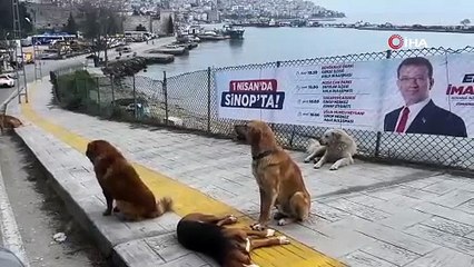 Sinop’ta vatandaşlara saldıran sokak köpekleri toplandı
