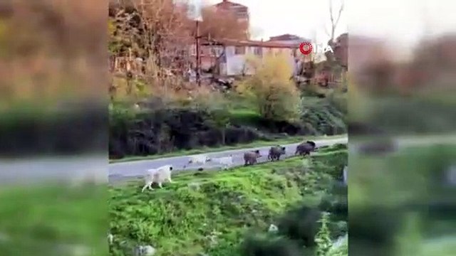 Domuz sürüsüne köpekler saldırdı