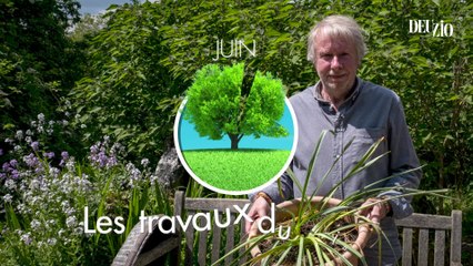 Travaux du jardin - 9 juin 2024 - Les bulbes de printemps