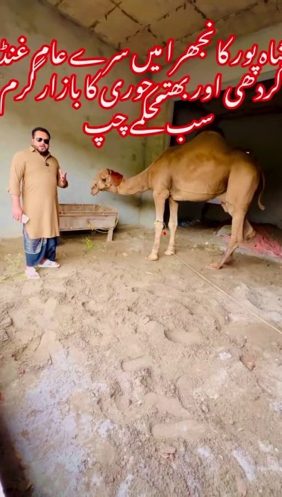 شاہپور کانجرہ منڈی میں بھتا خوری جاری اور جانور بہت مہنگے ہو گئے