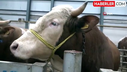 Seferihisar'da 5 büyükbaşta şap hastalığı tespit edildi, 10 kilometrelik alanda kurban satışı yasaklandı